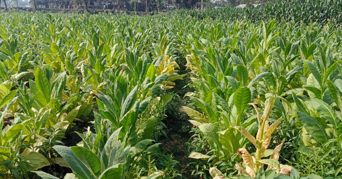 সিরাজগঞ্জে বাণিজ্যিকভাবে হচ্ছে তামাক চাষ, জানেন না কৃষি কর্মকর্তা