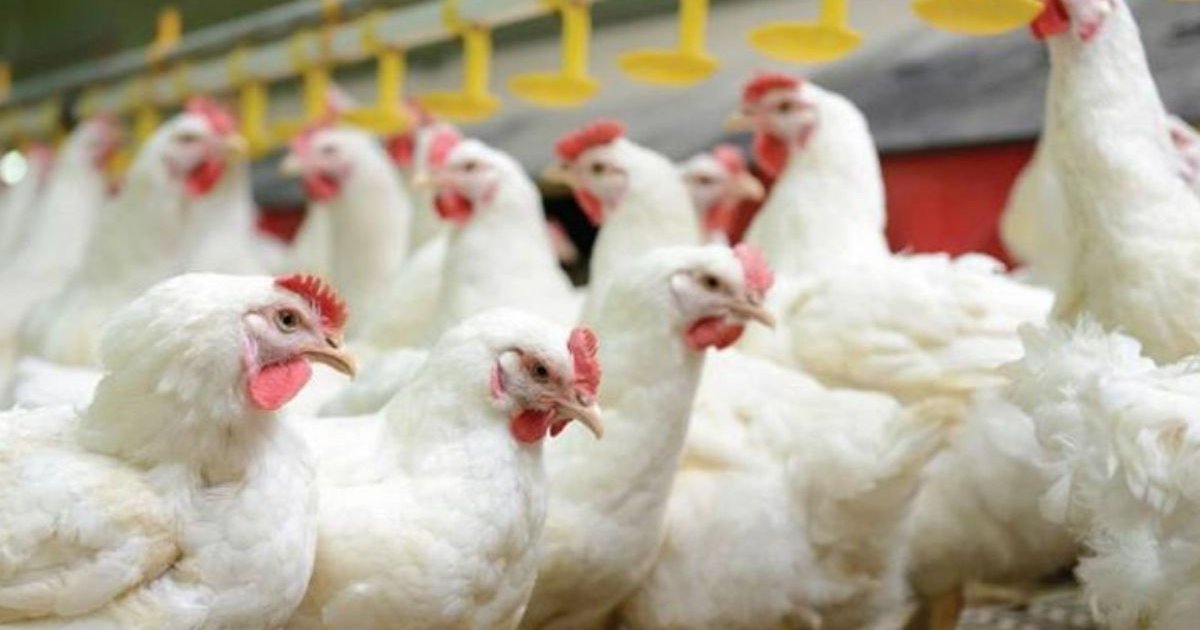 ব্রয়লারের কেজি আবারও ২০০