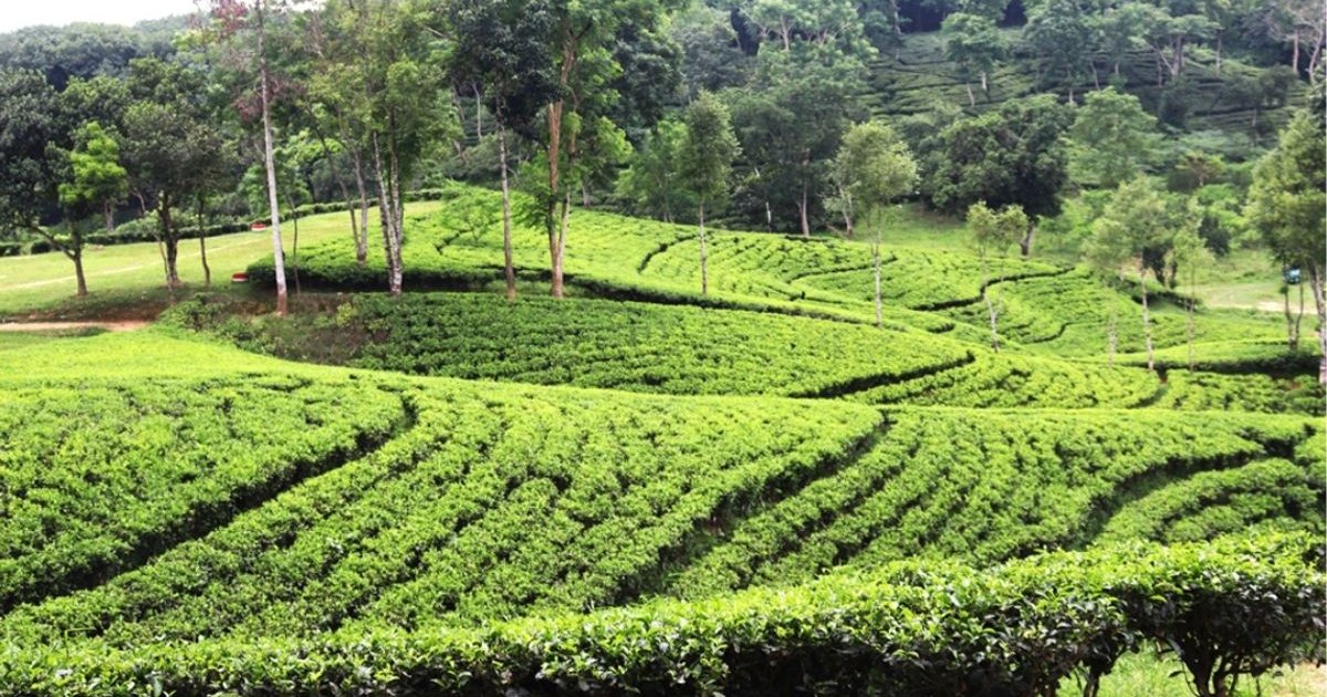 সিলেটে খরতাপে পুড়ছে চা বাগান, বৃষ্টির অভাবে বের হচ্ছে না ‘কুড়ি’