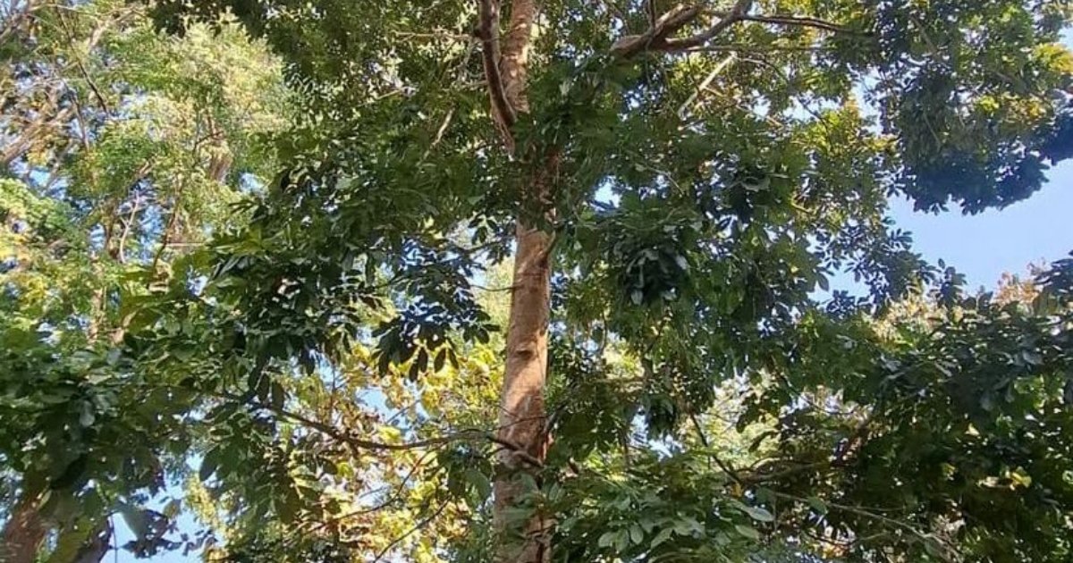 কাপ্তাই বনে শোভা পাচ্ছে শতবর্ষী ‘মাদার ট্রি’