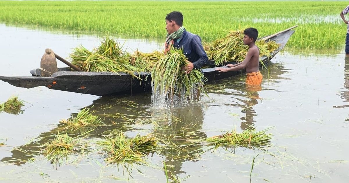 হাওরে পানিতে তলিয়ে যাওয়ায় কাঁচা ধান কাটতে বাধ্য হচ্ছেন কৃষক