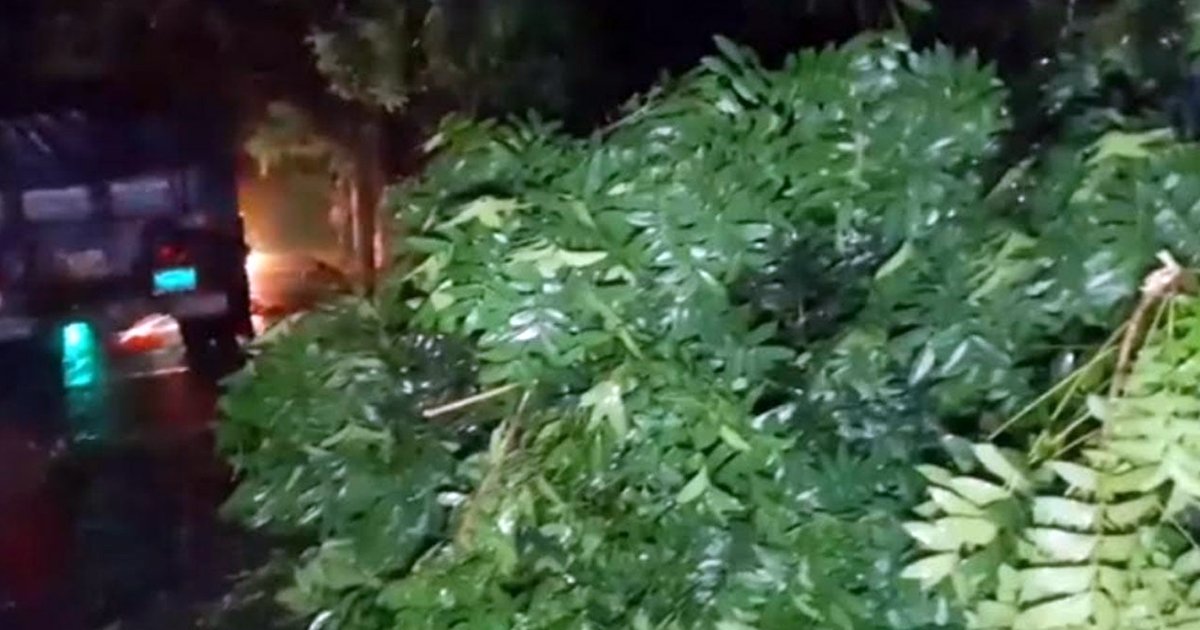 চুয়াডাঙ্গায় কালবৈশাখী ঝড়ে বৃদ্ধের মৃত্যু, গাছপালা ও ফসলের ব্যাপক ক্ষতি
