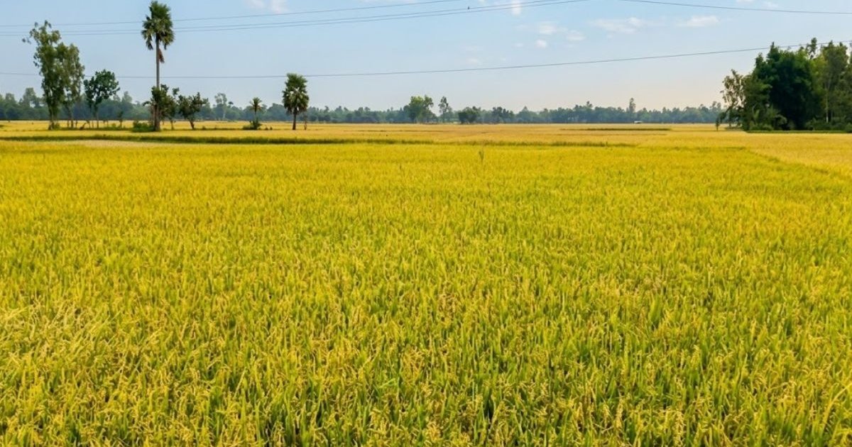 তানোরে জ্বালানি ও শ্রমিক সংকটে মাঠেই পচছে পাকা ধান
