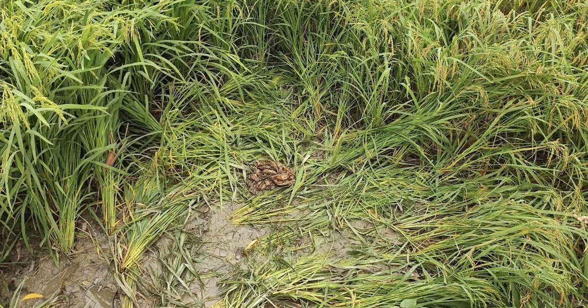 টাঙ্গাইলে মানসিক ভারসাম্যহীন তরুণী রাতভর গণধর্ষণের শিকার