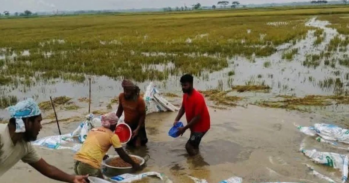 নেত্রকোনায় বন্যায় বোরো ফসল তলিয়ে গেছে, কৃষকেরা সর্বস্ব হারিয়েছেন