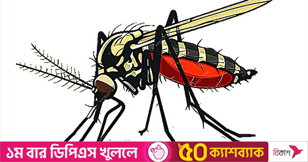 ডেঙ্গুতে ২৪ ঘণ্টায় ৫ জনের মৃত্যু, হাসপাতালে ২৭৪