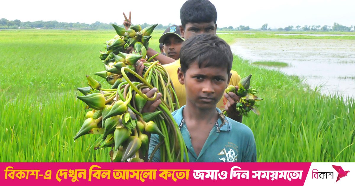 শাপলা-শালুকের দিন