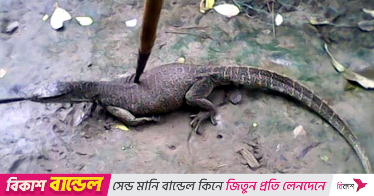 Qizning anusidagi metr uzunlikdagi ot xoroz