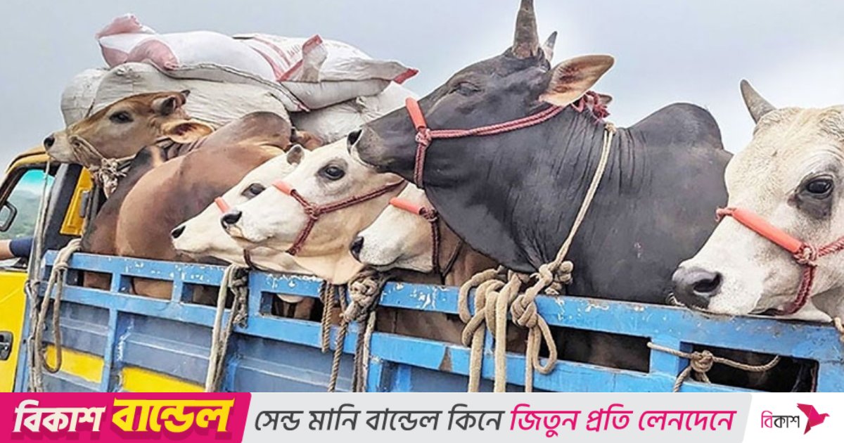 দাউদকান্দিতে ট্রাক থামিয়ে চান্দিনায় গরু লুট, ঘটনাস্থল নিয়ে দুই থানার ঠেলাঠেলি