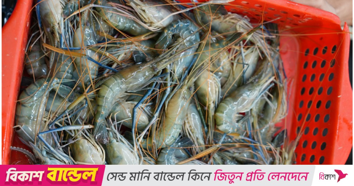 হিমায়িত চিংড়ি রপ্তানি বেড়েছে ১০ শতাংশ