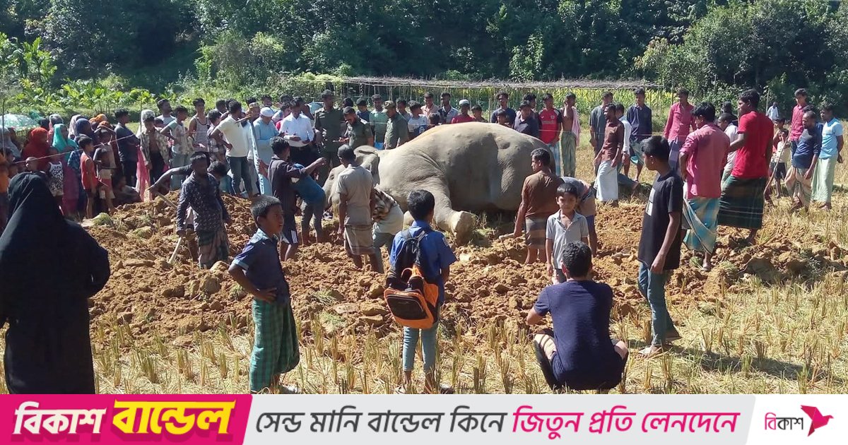 উখিয়ায় বৈদ্যুতিক শকে বন্য হাতির মৃত্যু