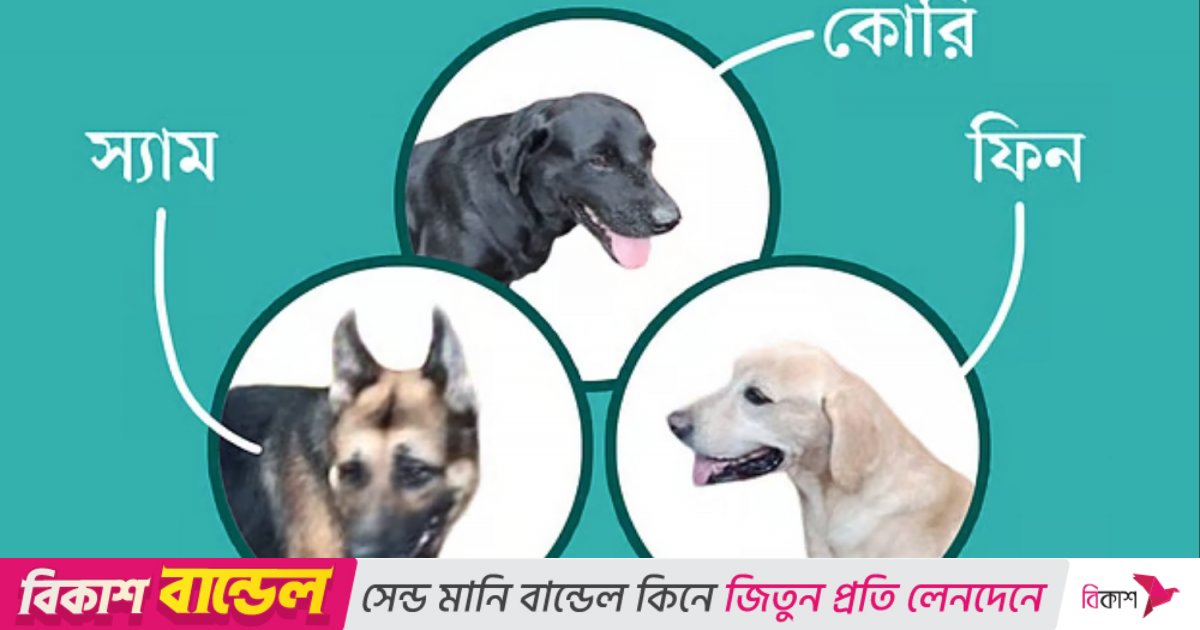 আট বছরের ফিন, কোরি ও স্যাম নিলামে