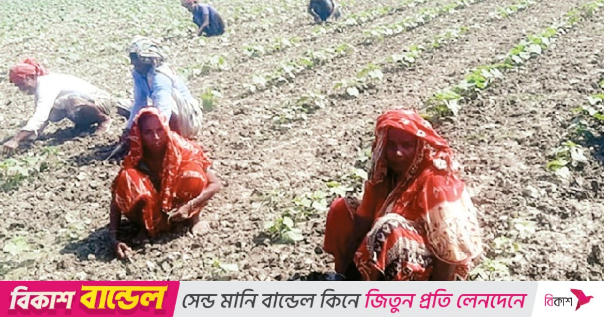 যমুনার চরে পুরুষের সঙ্গে সমান তালে লড়ে যাচ্ছেন নারীরা