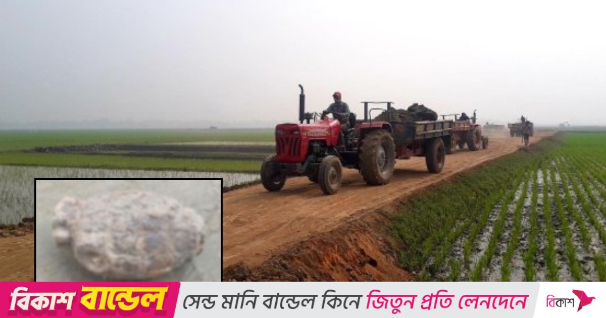 লালমনিরহাটে ফসলি জমিতে কোদালের কোপে উঠে এলো গ্রেনেড