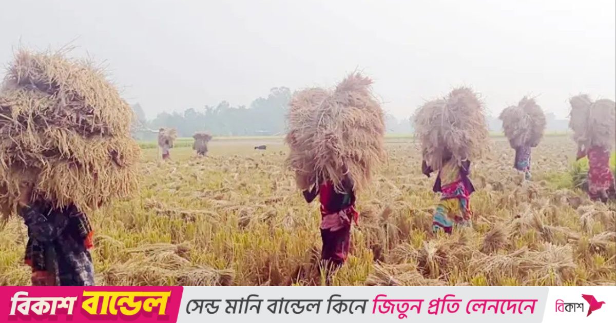 আমন ঘরে তোলার ধুম, দামেও খুশি কৃষক