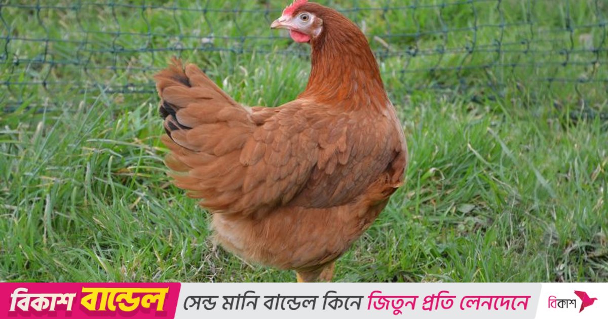 মুরগি চুরির ঘটনাকে কেন্দ্র করে দু’পক্ষের সংঘর্ষ, আহত ৩০