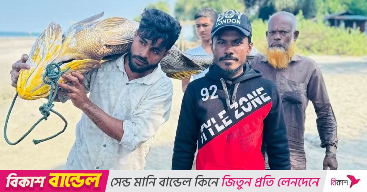 ফের আব্দুল গণির জালে ধরা পড়ল ৩২ কেজি ওজনের পোপা মাছ