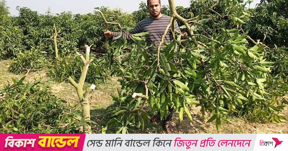 চাঁদা না পেয়ে কৃষকের ৩৫০ আমগাছ কেটে দিল দুর্বৃত্তরা