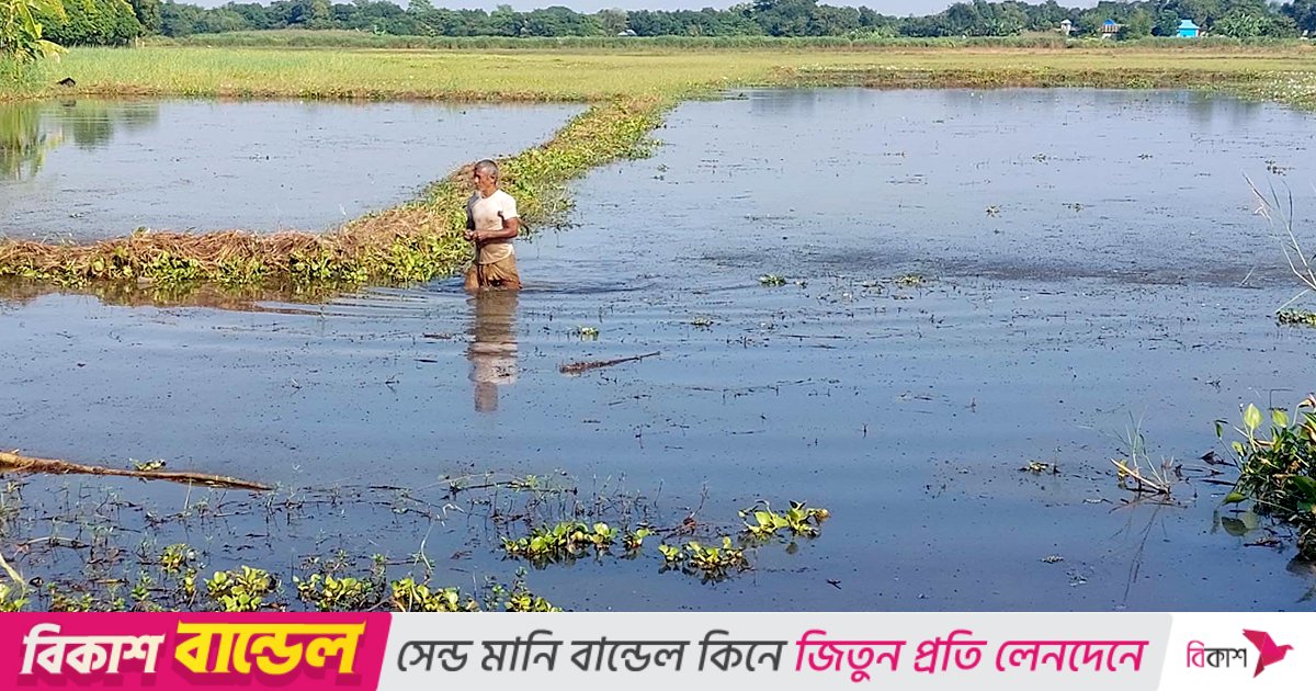 তিতাসে ১০ বছর ধরে জলাবদ্ধতার কবলে ২০০ বিঘা জমি