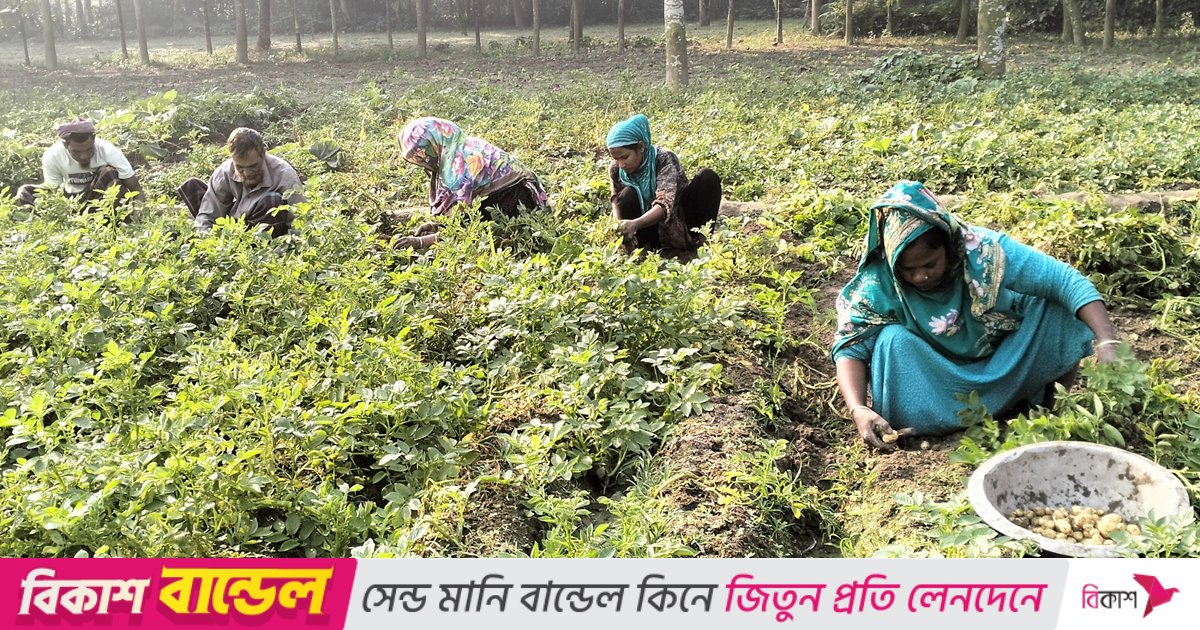 ক্ষতি পুষিয়ে নিতে আগাম আলুতেই ভরসা কৃষকদের