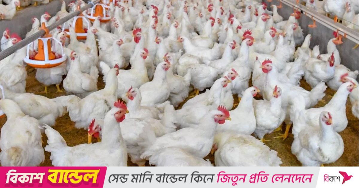 ব্রয়লার মুরগি পালনে অতিরিক্ত অ্যান্টিবায়োটিক