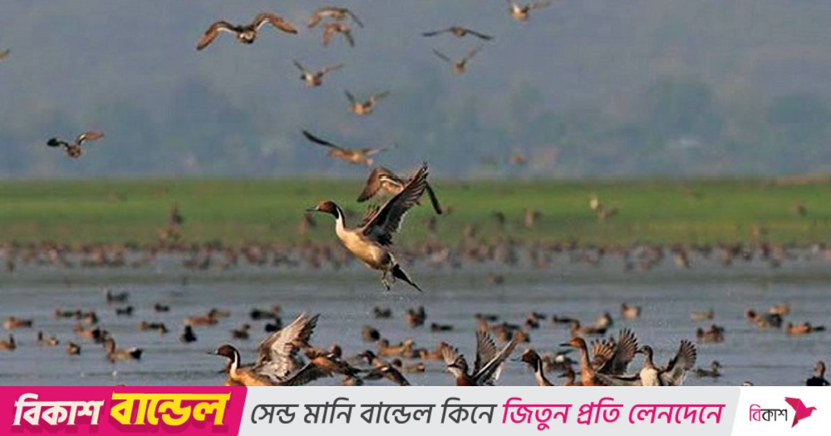 সিরাজগঞ্জে অতিথি পাখির কলকাকলিতে মুখরিত বিভিন্ন জলাশয়