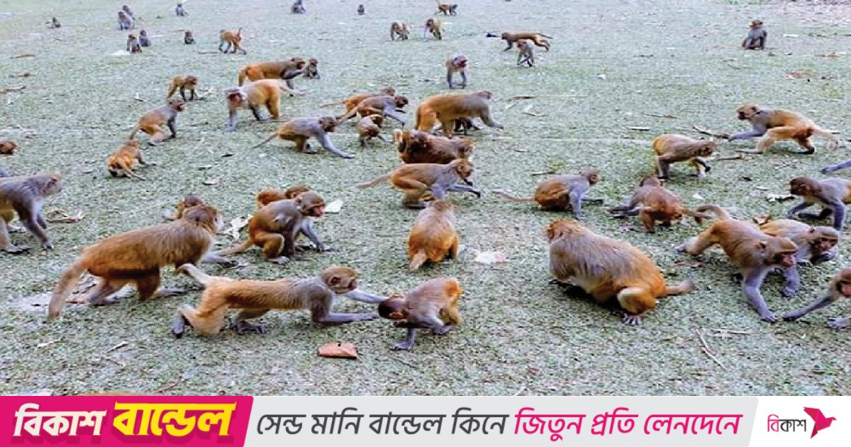মধুপুরের গারো জনপদে বাড়ছে বানরের উপদ্রব