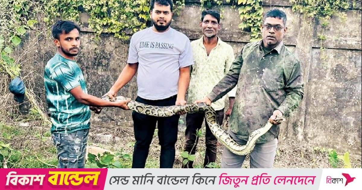 খাবারের সংকটে লোকালয়ে চলে আসছে অজগর