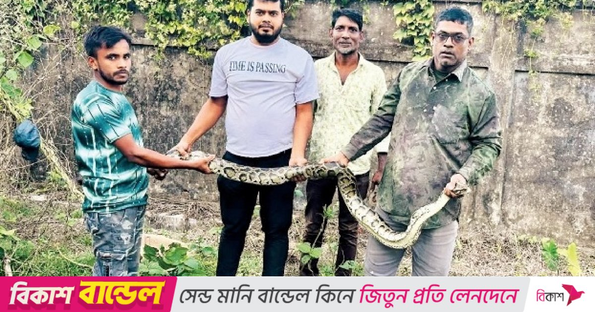 শ্রীমঙ্গলে খাবারের সংকটে লোকালয়ে চলে আসছে অজগর