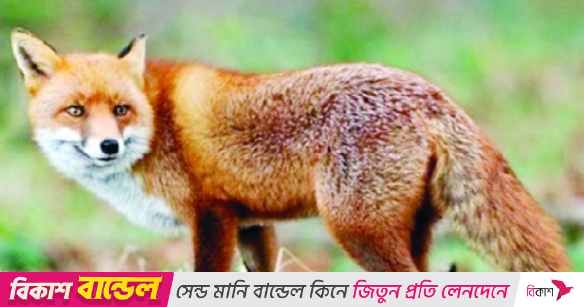 শিশুকে নিয়ে গেলো শিয়াল, বাড়ির পাশের ঝোপে মিললো  ক্ষত-বিক্ষত দেহ