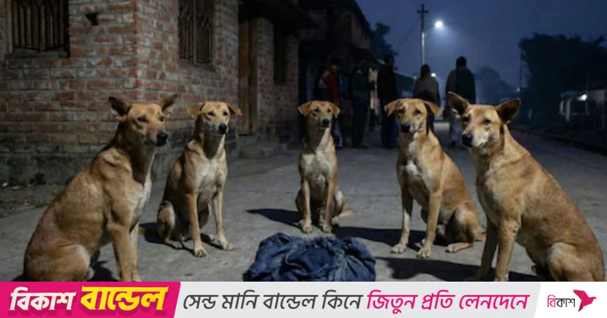 রাস্তায় ফেলে যাওয়া নবজাতককে সারা রাত পাহারা দিল একদল কুকুর