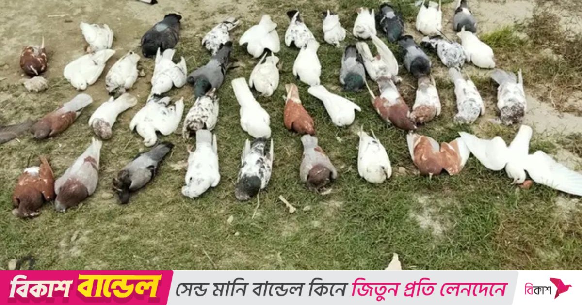 এ কেমন বর্বরতা, ক্ষেতে বসায় ‘বিষ’ দিয়ে শতাধিক কবুতর হত্যা