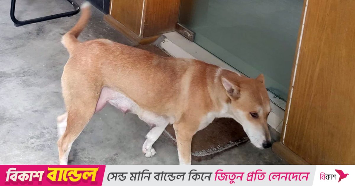 কুকুরছানা হত্যা: সরকারি বাসভবন ছাড়লেন সেই উপজেলা কর্মকর্তা