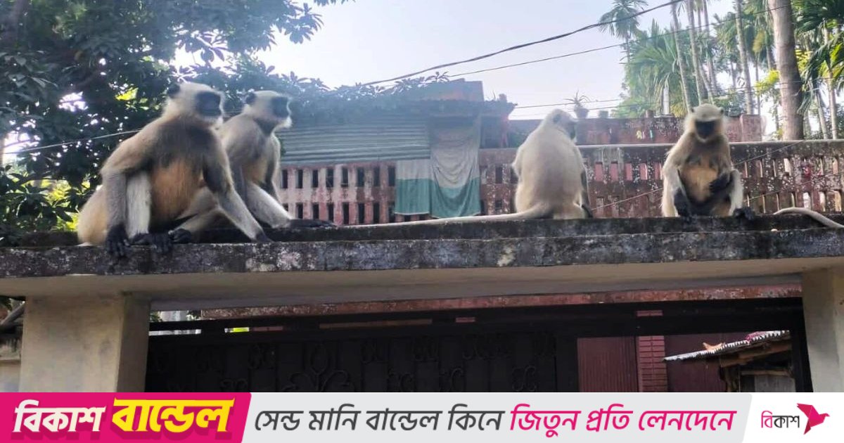 বনে খাবার সংকট, দলবেঁধে লোকালয়ে ঢুকে পড়লো হনুমান