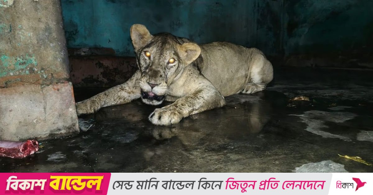 ছুটির দিনে খাঁচা থেকে বেরিয়ে পড়া সিংহটিকে ফেরানো হলো খাঁচায়