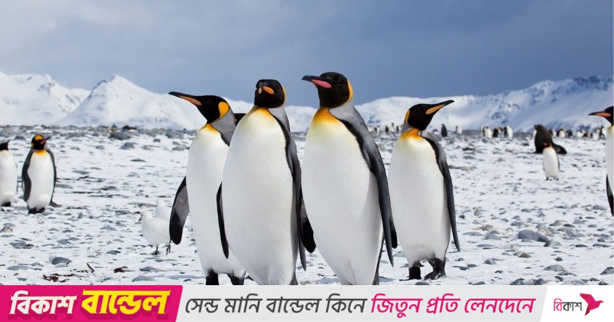 ক্ষুধার জ্বালায় মারা গেল ৬০ হাজার পেঙ্গুইন