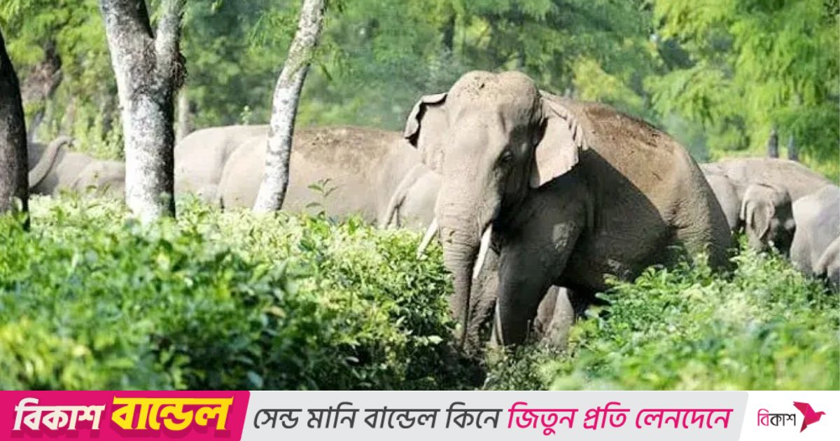 দেড় দশকে রাঙ্গামাটিতে হাতির আক্রমণে ৩৬ জনের মৃত্যু 