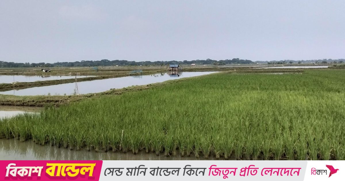 বাগেরহাটে চিংড়ি চাষ: কারো পৌষ মাস, কারো সর্বনাশ