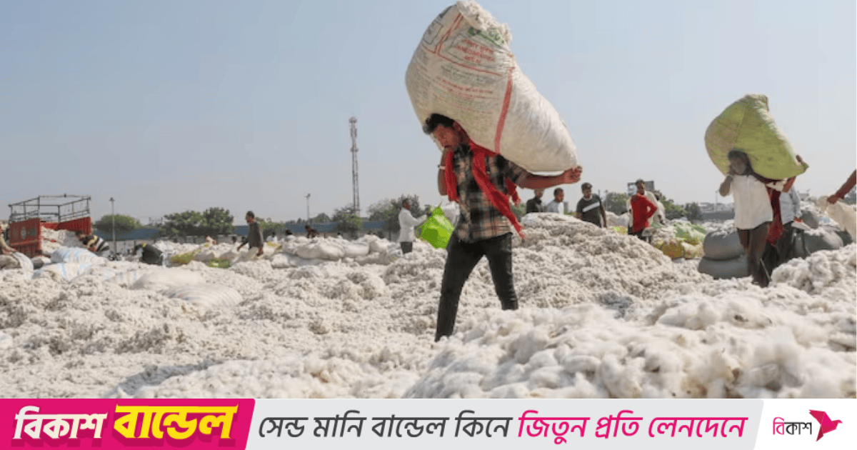 ভারতকে পেছনে ফেলে বাংলাদেশের সবচেয়ে বড় তুলা সরবরাহকারী ব্রাজিল