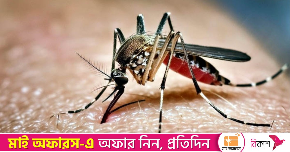 ডেঙ্গুতে আরও ৩ মৃত্যু, হাসপাতালে ৪১১ জন