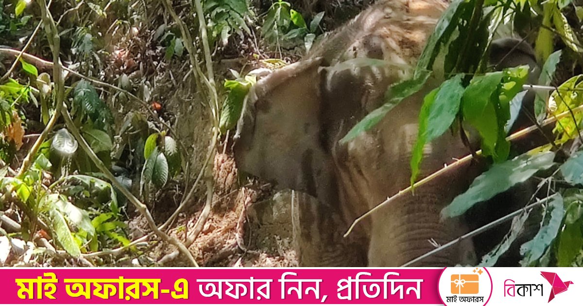 শেরপুরে বুনো হাতির আক্রমণে শ্রমিকের মৃত্যু