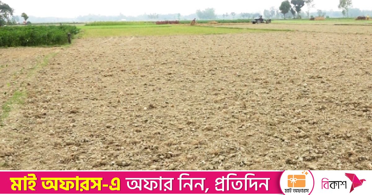 জামালপুরে রাসায়নিক সারের প্রভাবে কমছে মাটির গুণাগুণ