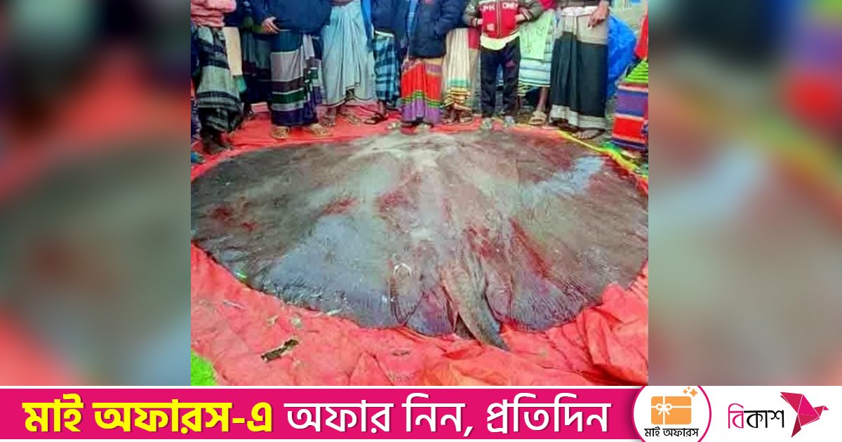 হাতিয়ায় ৫০০ কেজি ওজনের শাপলা পাতা মাছ বিক্রি হলো ১ লাখ ৩১ হাজারে