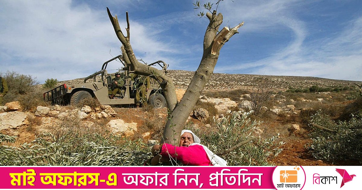 পশ্চিম তীরে এক সপ্তাহে ১৬০০ জলপাই গাছ ধ্বংস করেছে দখলদাররা