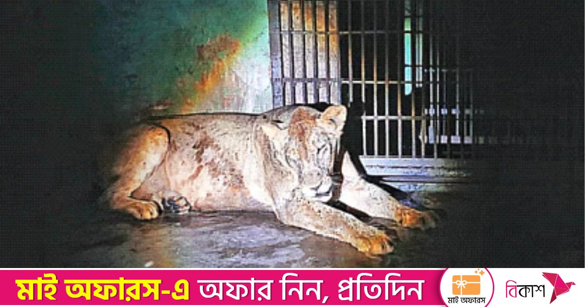 খাঁচা বন্ধ করতে ভুলে যাওয়ায় বেরিয়ে পড়েছিল সিংহী ‘ডেইজি’, বরখাস্ত কর্মচারী