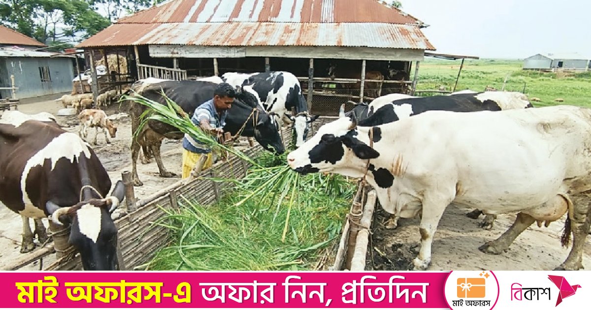 বেড়ার চরে দাদনের ফাঁদে গো-খামারিরা