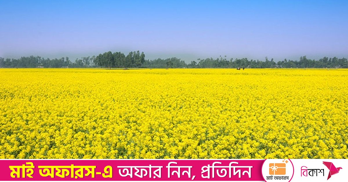 হলুদের চাদরে ঢাকা মাঠের পর মাঠ