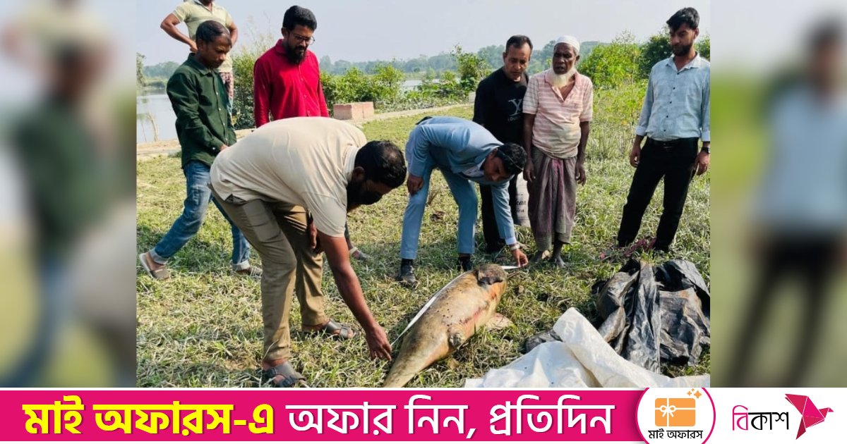 হালদায় ভেসে উঠলো এক মণ ওজনের মৃত ডলফিন