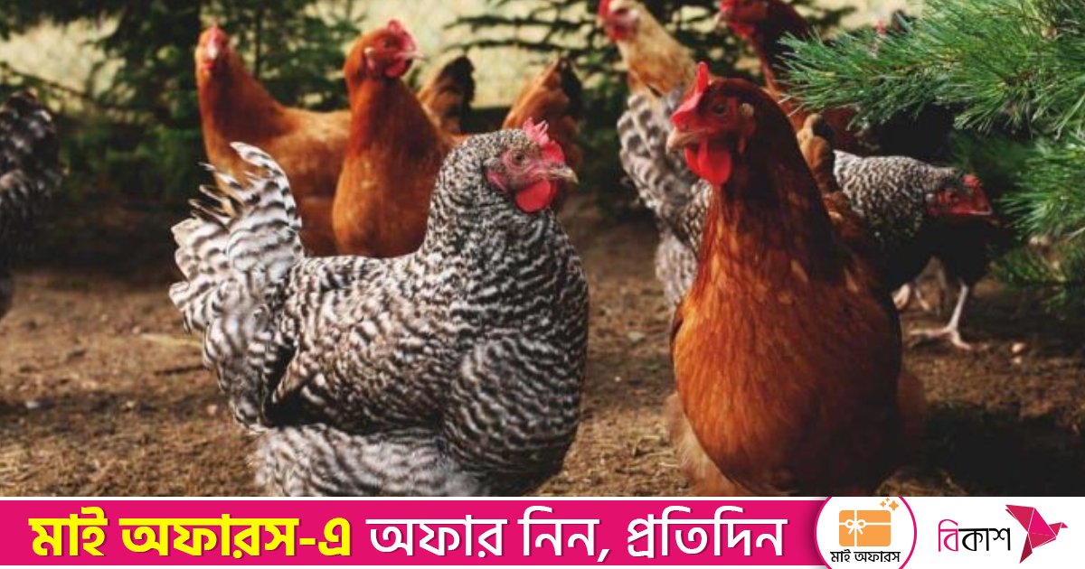 নওগাঁয় মুরগি মারার অভিযোগে প্রতিবেশীর বিরুদ্ধে মামলা, তদন্তে দুই সংস্থা