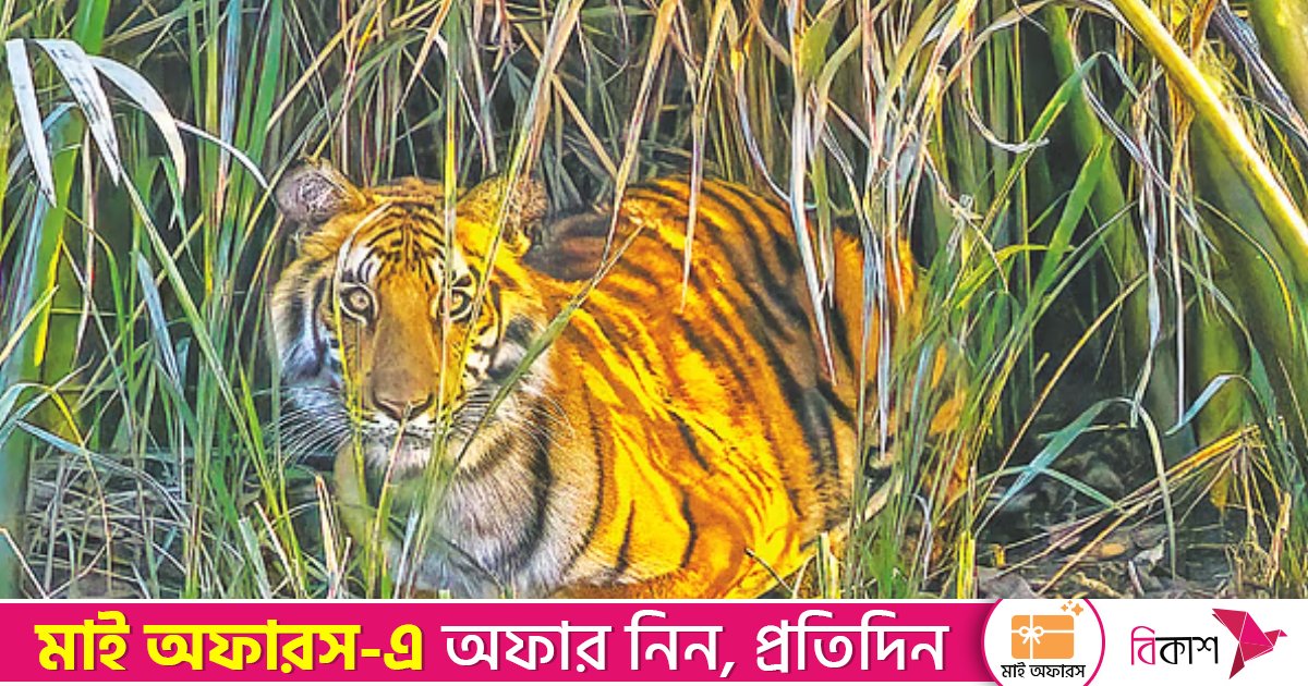 পাটগ্রাম সীমান্তে বাঘ আতঙ্ক